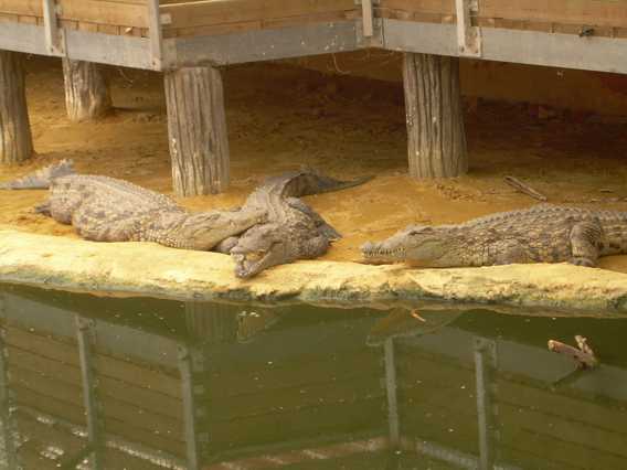 ferme de crocodille 15.jpg